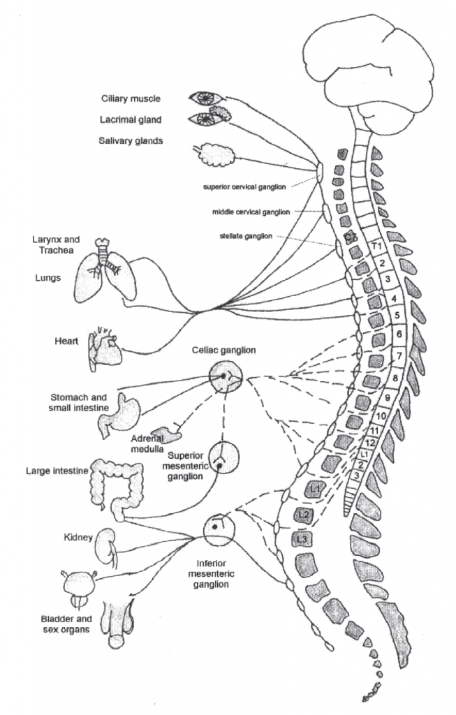 The Human Brain in 1969 Pieces 2.0: Structure, Vasculature, Tracts, Cranial  Nerves, Systems, Head Muscles, and