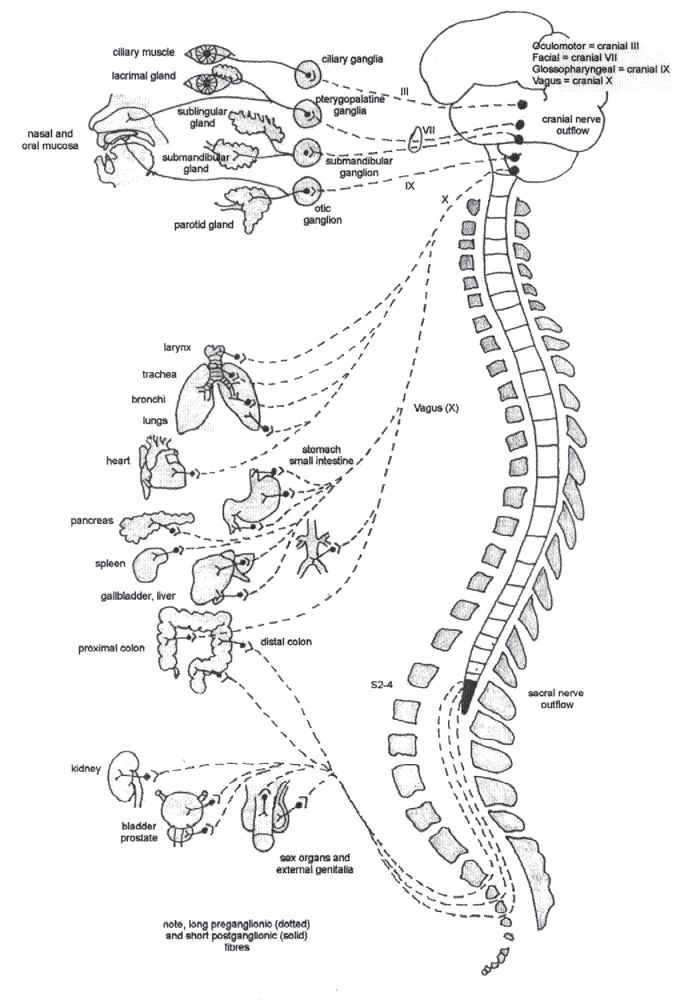 how to turn on the parasympathetic nervous system