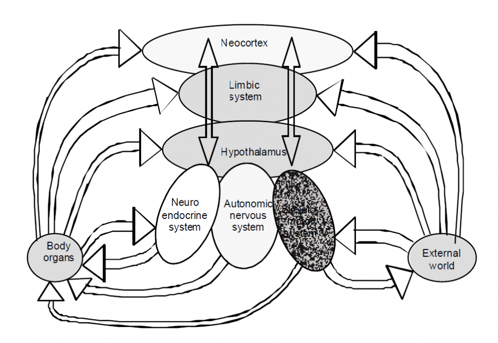 Fig. 1.1 A modified version of Janig and Habler’s model of the integration andrelationships of the brain and body. What it so nicely illustrates are the forward andback communication links between all levels of the nervous system, the body, and theenvironment. Communication is via neuronal, hormonal and humoral pathways.