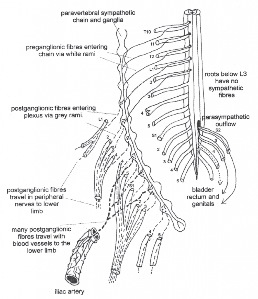 The Human Brain in 1969 Pieces 2.0: Structure, Vasculature, Tracts, Cranial  Nerves, Systems, Head Muscles, and