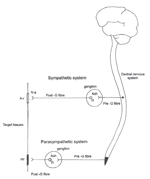 simple autonomic nervous system diagram